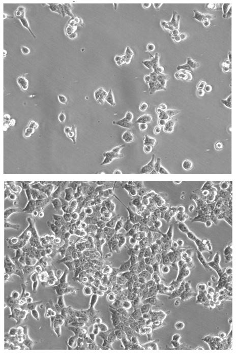 Hct116 Hnis Neo Reporter Gene Cell Line Imanis Life Sciences 9695