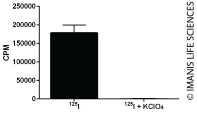 4T1-mNIS-Puro NIS Expression