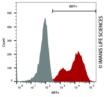 4T1-iRFP-Puro iRFP Expression