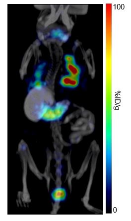 B16F10 m-NIS Reporter Gene Cell Line In Vivo Imaging