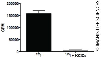 HCT116-hNIS-Neo NIS Expression