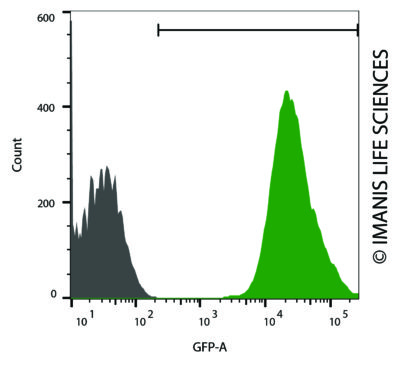 CT26.WT-eGFP-Puro eGFP Expression