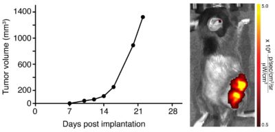 A C57Bl/6 mouse was implanted with 5 x 105 B16F10-eGFP-Puro (CL053) cells in the right hind flank. Tumor growth was monitored over time using calipers. 