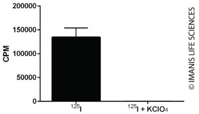 A375-hNIS-Puro NIS Expression