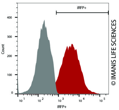 4T1-Fluc-Neo/iRFP-Puro iRFP Expression