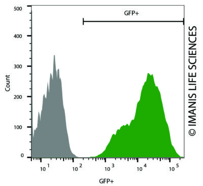 A549-eGFP-Puro eGFP Expression