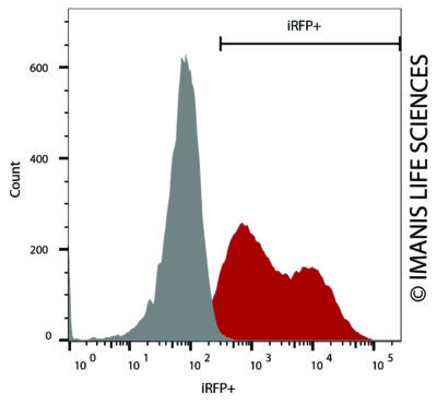 A549-iRFP-Neo iRFP Expression