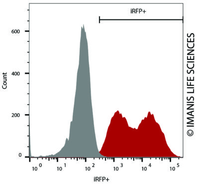 A549-iRFP-Puro iRFP Expression