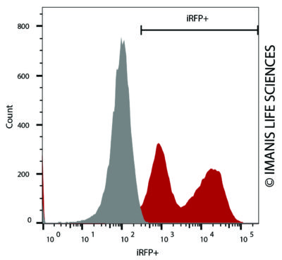 A375-iRFP-Neo iRFP Expression