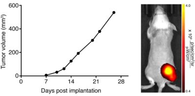 A Balb/c mouse was implanted with 5 x 105 CT26.WT-iRFP-Puro (CL091) cells in the right hind flank.