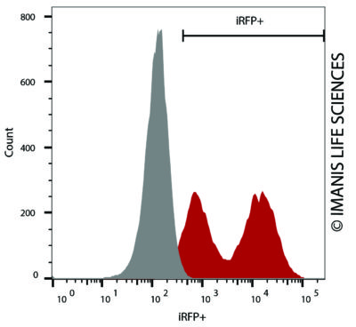 CT26.WT-iRFP-Neo iRFP Expression