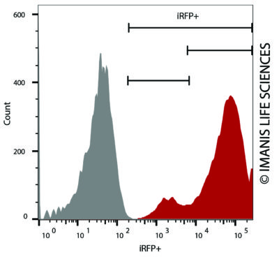 HCT116-hNIS-Neo/iRFP-Puro iRFP Expression