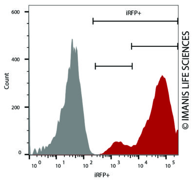 HCT116-Fluc-Neo/iRFP-Puro iRFP Expression