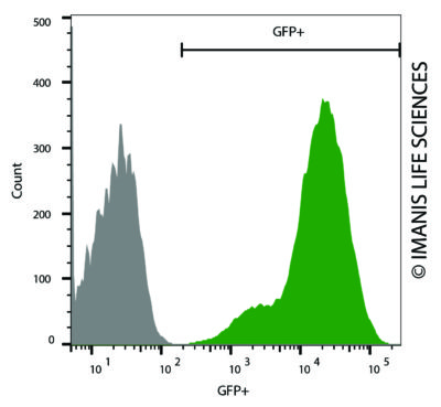 A549-Fluc-Neo/eGFP-Puro eGFP Expression