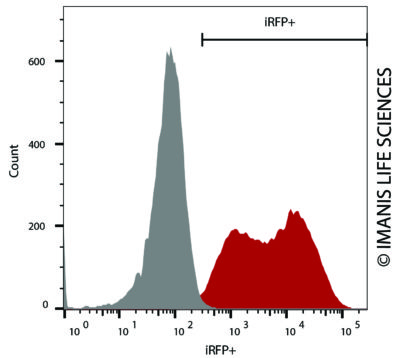 A549-Fluc-Neo/iRFP-Puro iRFP Expression