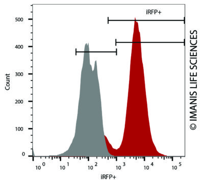 B16F10-iRFP-Puro iRFP Expression