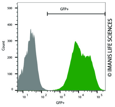 HT1080-hNIS-Neo/eGFP-Puro eGFP Expression