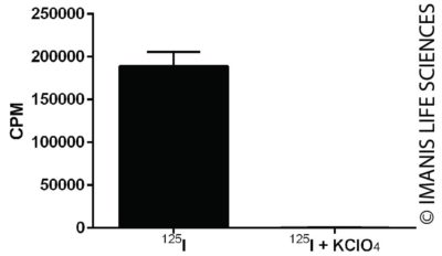 HT1080-hNIS-Neo/Fluc-Puro NIS Expression