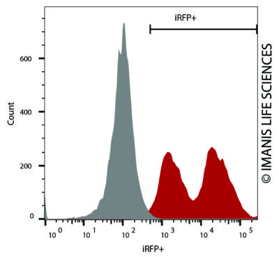 HT1080-Fluc-Neo/iRFP-Puro iRFP Expression