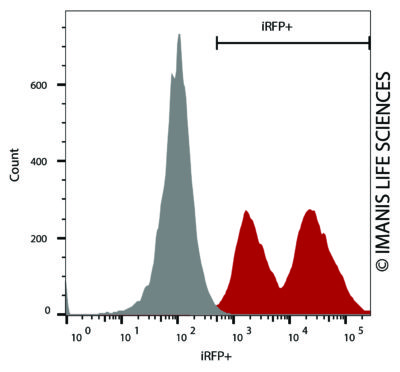 HT1080-hNIS-Neo/iRFP-Puro iRFP Expression