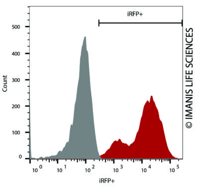 4T1-mNIS-Neo/iRFP-Puro iRFP Expression