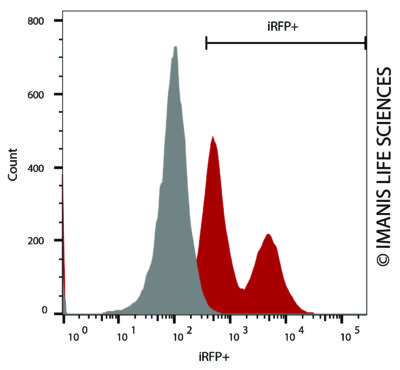 B16F10-Fluc-Neo/iRFP-Puro iRFP Expression