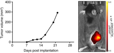 A C57Bl/6 mouse was implanted with 5 x 105 LL/2-iRFP-Puro (CL111) cells in the right hind flank. Tumor growth was monitored over time using calipers. 