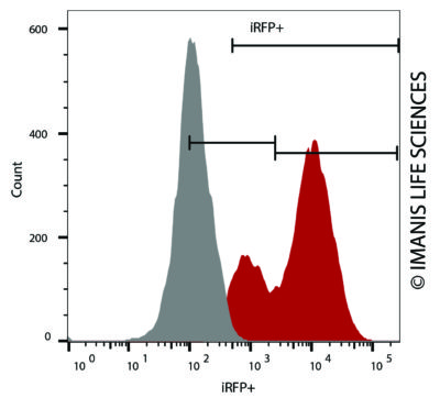 LL/2-iRFP-Puro iRFP Expression