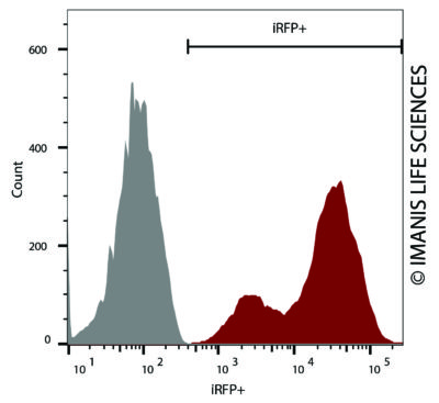 Hepa1-6-iRFP-Puro iRFP Expression