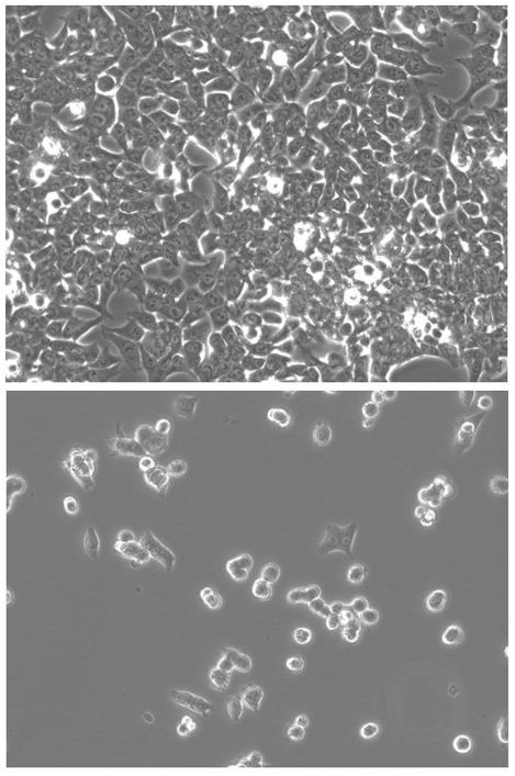 HCT116-hNIS-Neo/iRFP-Puro Cell Line - Imanis Life Sciences