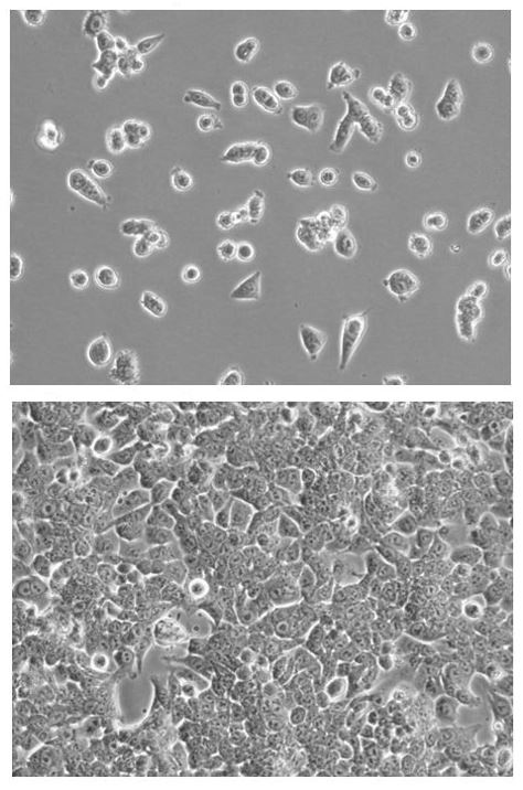 HCT116-Fluc-Puro Reporter Gene Cell Line - Imanis Life Sciences