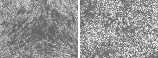 Cytopathic Effect