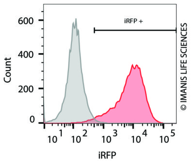 pLV-SFFV-iRFP-P2A-Neo