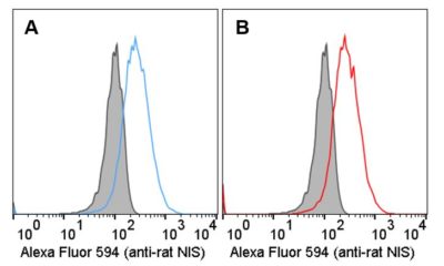 Flow Cytometry Anti-Rat NIS