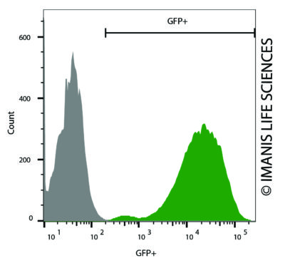 LV-eGFP eGFP Expression