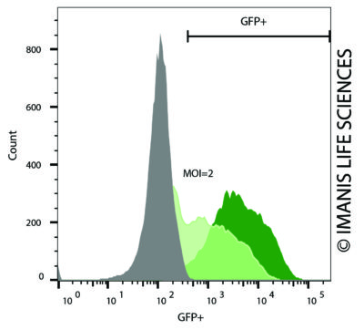 LV-eGFP-P2A-human NIS eGFP Expression