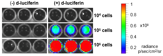 LV-Luc2-P2A-human NIS Luciferase Assay