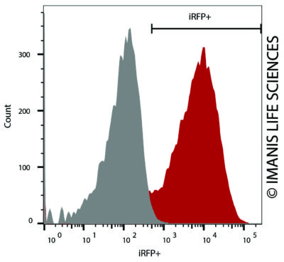 LV-iRFP-P2A-human NIS iRFP Expression