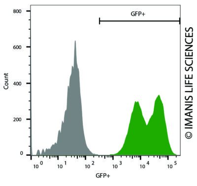 LV-eGFP-PGK-Puro eGFP Expression