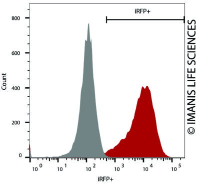 LV-iRFP-P2A-Neo iRFP Expression