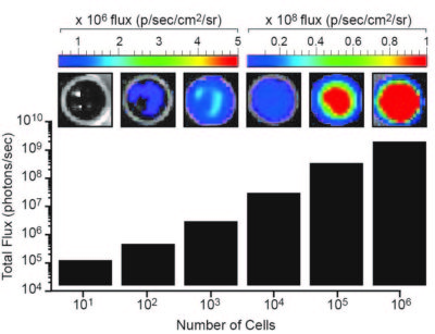 4T1-Fluc-Neo/iRFP-Puro Luciferase Expression