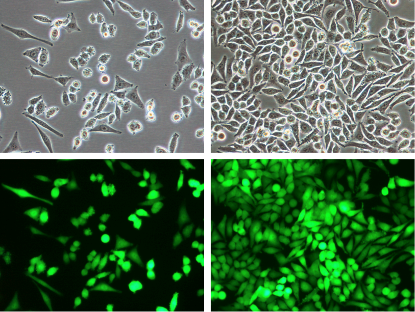 Product: Mel624-CMV-hNIS-Neo/eGFP-Puro Reporter Gene Cell Line - Imanis Life Sciences