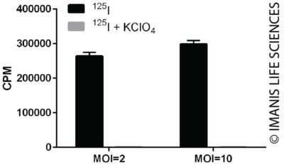 LV-eGFP-P2A-human NIS Expression