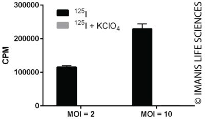 LV-Luc2-P2A-human NIS Expression