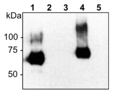 Anti-Human NIS Antibody (monoclonal, affinity purified) Western Blotting