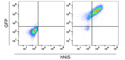 Anti-Human NIS Antibody (monoclonal, affinity purified) Flow Cytometry