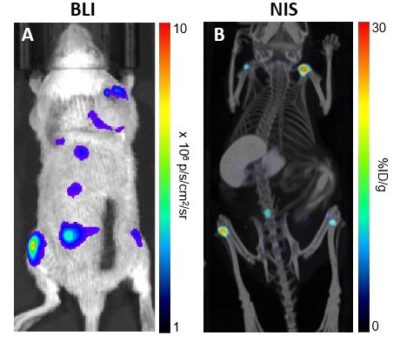 Nalm6-Fluc-hNIS in vivo imaging