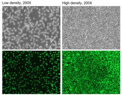 Nalm6-­Fluc-­Neo/eGFP-­Puro Morphology