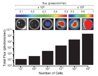 Nalm6-Fluc-hNIS Luciferase Expression