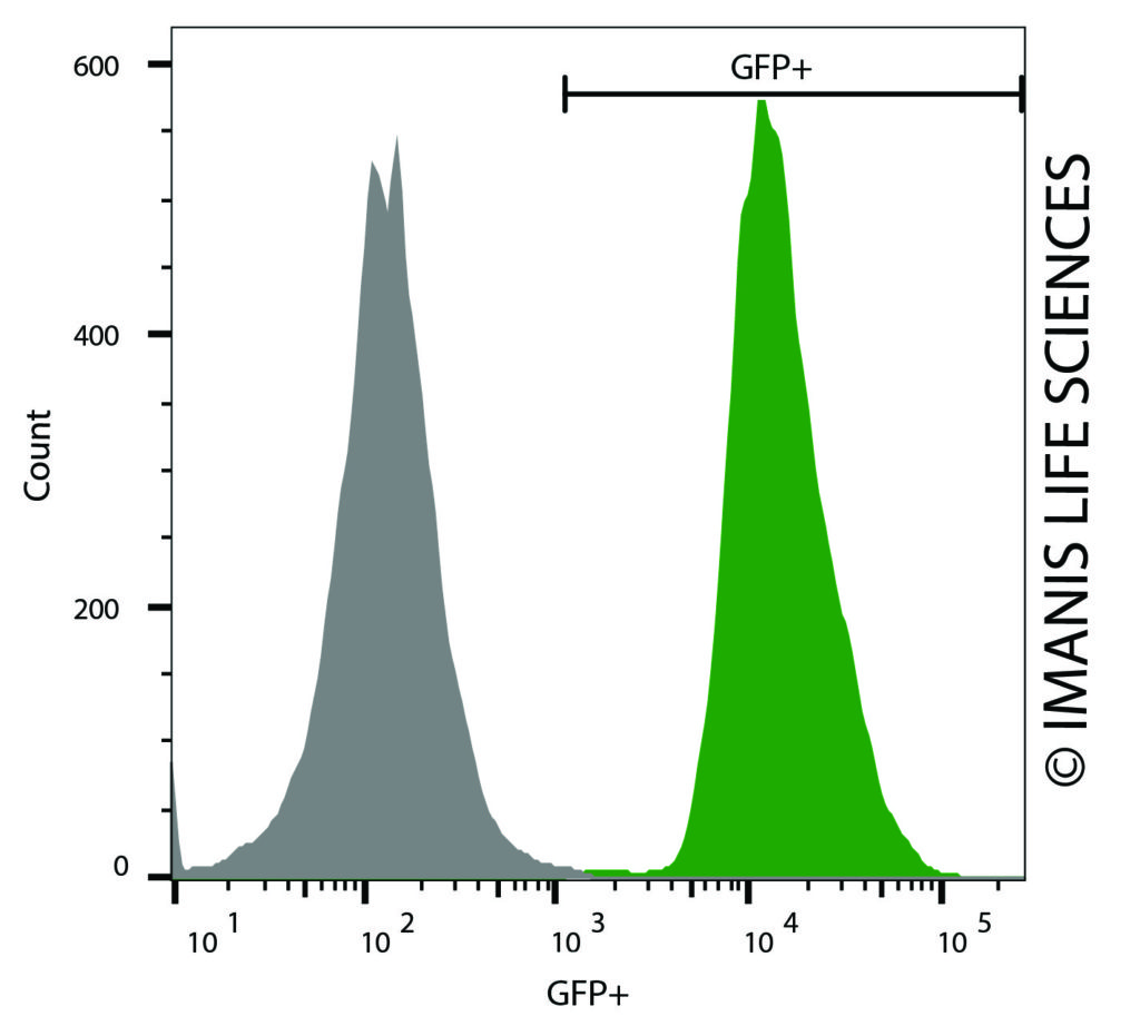 C1498 Fluc Neoegfp Puro Reporter Gene Cell Line Imanis Life Sciences 5406